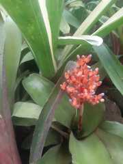 Bromelioideae
