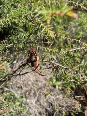 Acacia ulicifolia