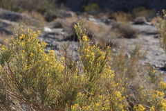 Ericameria paniculata