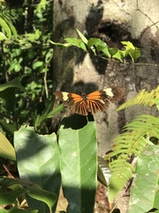 Heliconius
