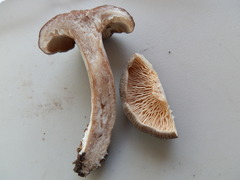 Lactarius hibbardiae