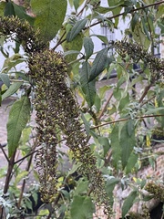 Buddleja davidii