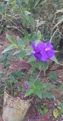 Melastomeae