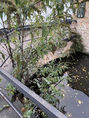Buddleja davidii