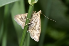 Sitochroa verticalis