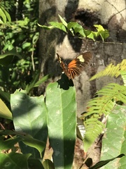 Heliconius