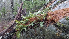 Polypodium virginianum
