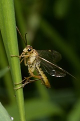 Tenthredopsis