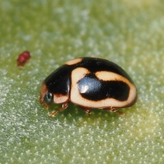 Hyperaspis trifurcata