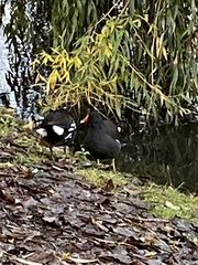 Gallinula chloropus