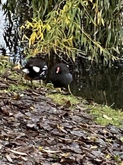 Gallinula chloropus