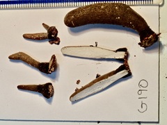 Xylaria longipes