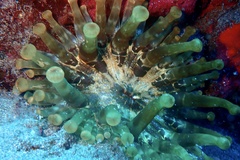 Telmatactis cricoides