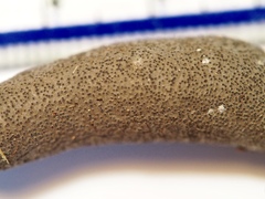 Xylaria longipes