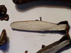 Xylaria longipes