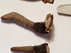Xylaria longipes