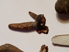 Xylaria longipes