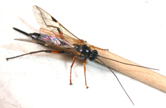 Pimpla disparis