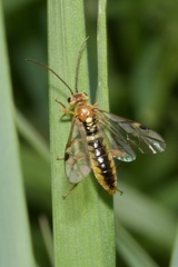 Tenthredopsis