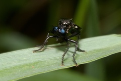 Dioctria atricapilla