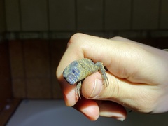 Lepidophyma flavimaculatum