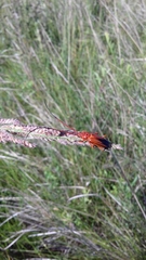 Oxymerus