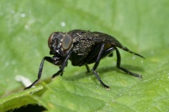 Platystoma seminationis