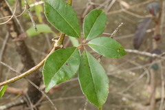 Cissus hypoglauca
