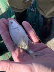 Trachinotus carolinus