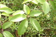 Cissus hypoglauca
