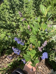 Ceanothus