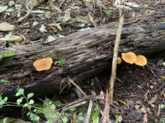 Heimiomyces velutipes