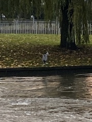 Ardea cinerea