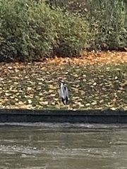 Ardea cinerea