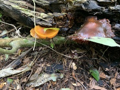 Heimiomyces velutipes