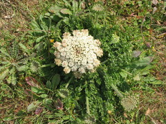 Daucus carota halophilus