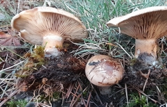 Clitopaxillus alexandri