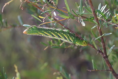 Coequosa triangularis