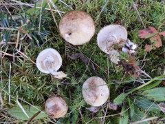 Suillus serotinus