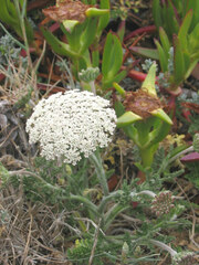 Daucus carota halophilus