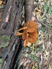 Heimiomyces velutipes