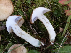 Suillus serotinus