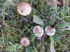 Suillus serotinus