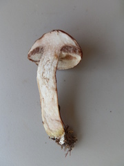 Suillus serotinus