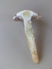 Suillus serotinus