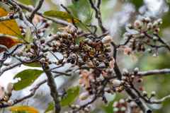 Eriotheca macrophylla