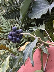Hedera helix