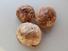Suillus serotinus