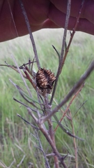 Parawixia