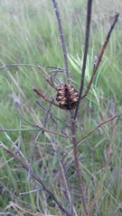 Parawixia